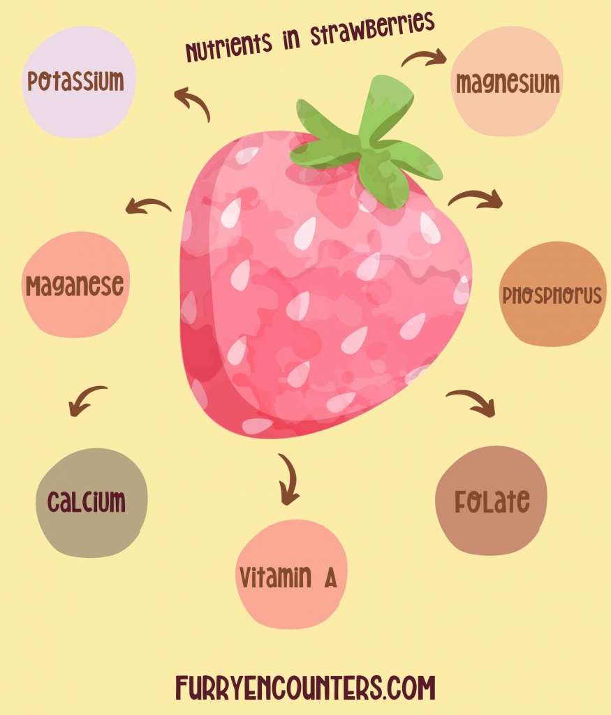 Nutrients in strawberries for gerbils