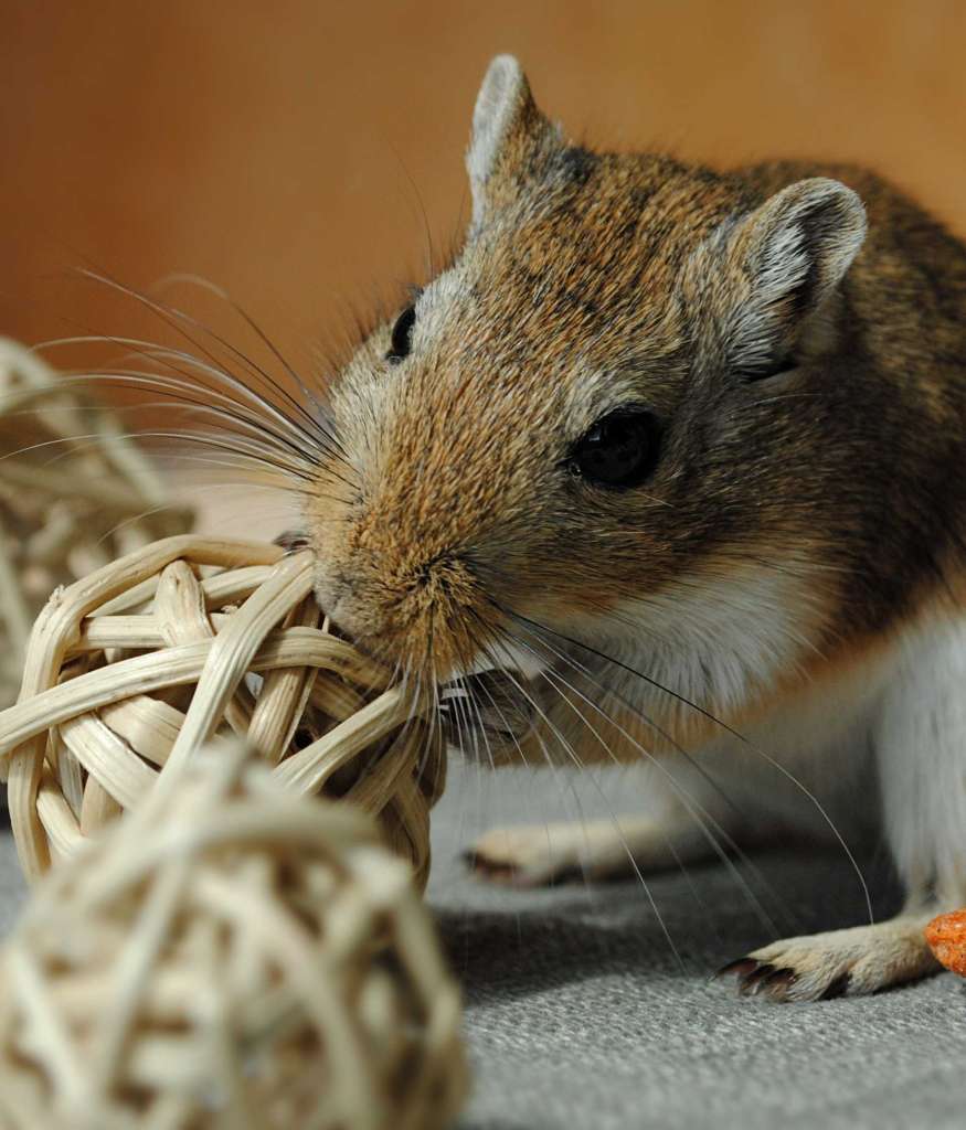 gerbil chewing on toy