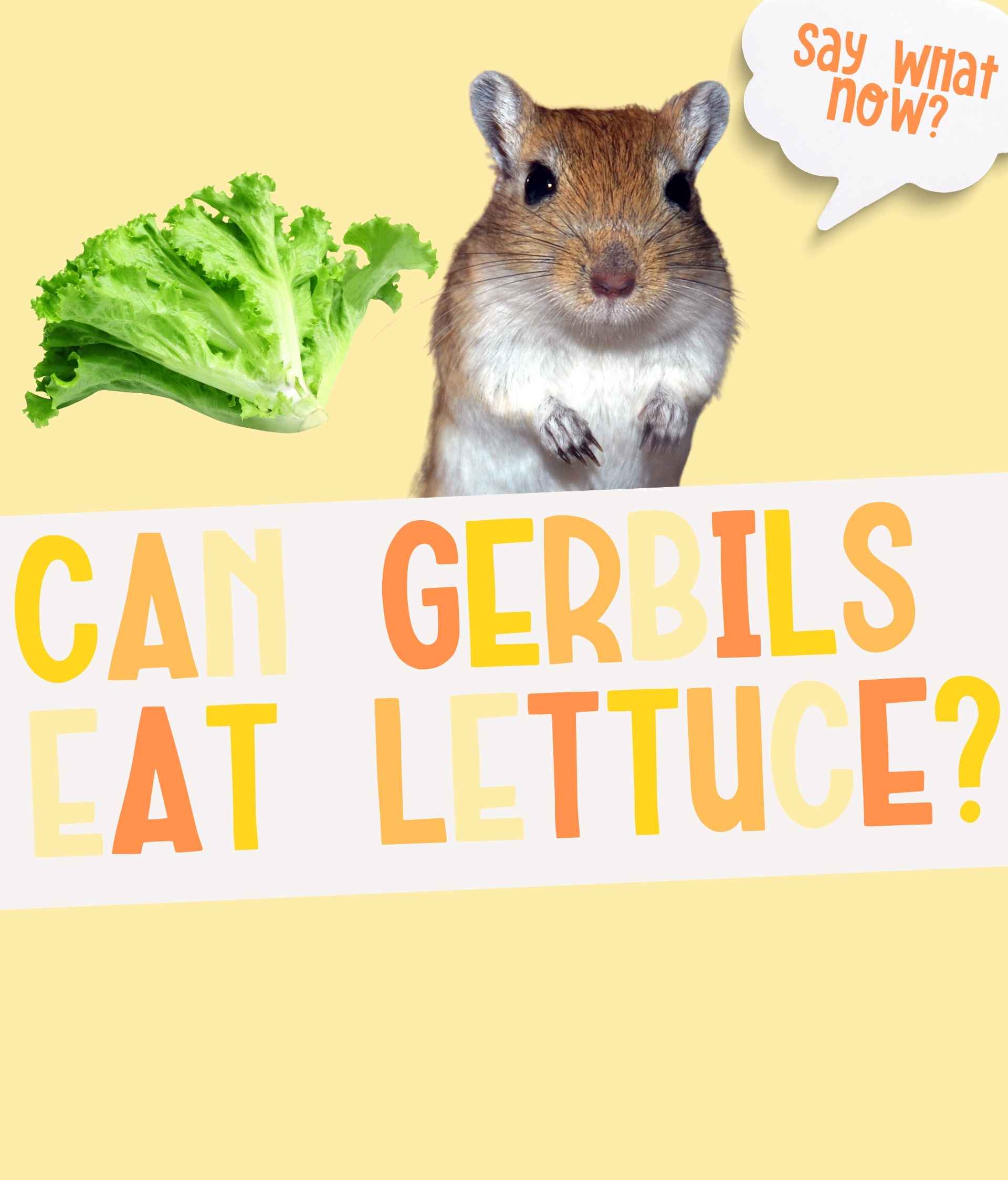 Can Gerbils Eat Lettuce and Do They Like It?