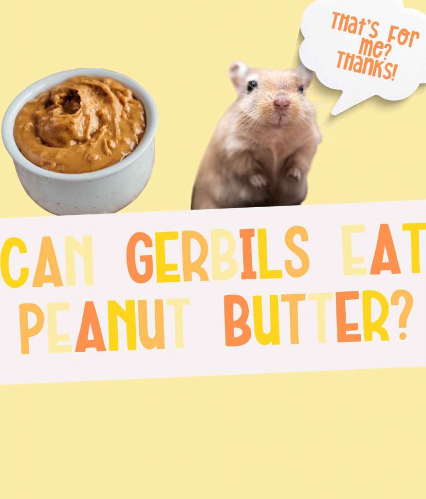 Can Gerbils Eat Peanut Butter? (Delicious Treat or Dangerous Dainty?)