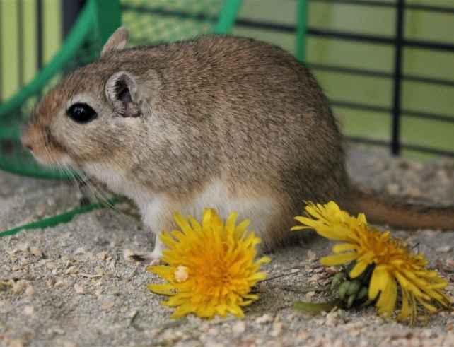 Gerbil with buttercups