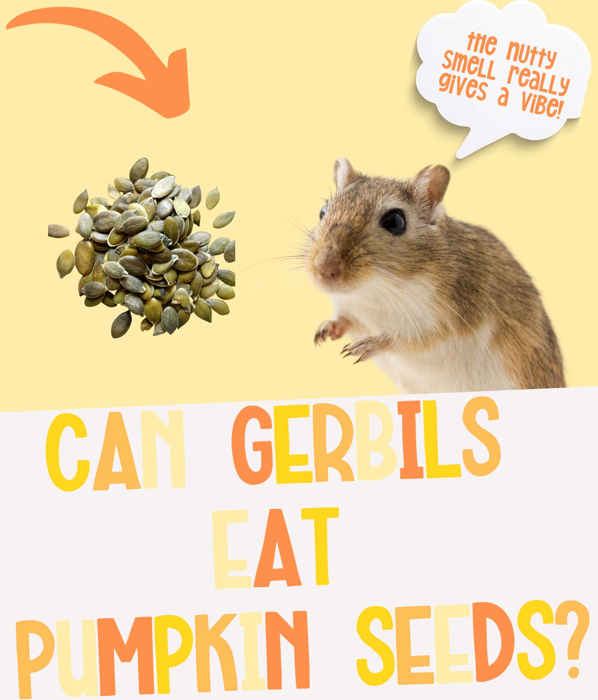 Can Gerbils Eat Pumpkin Seeds? Is This Nutty Treat the Best?
