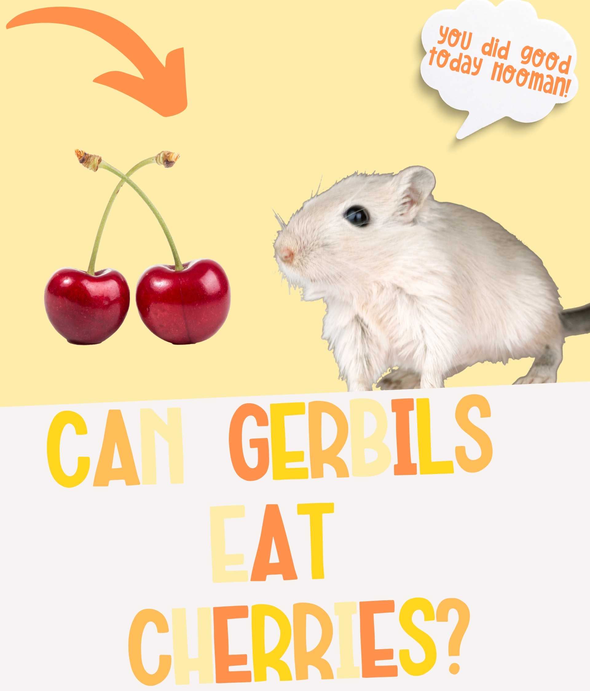 Can Gerbils Eat Cherries: Safe or Risky Treat for Pets?