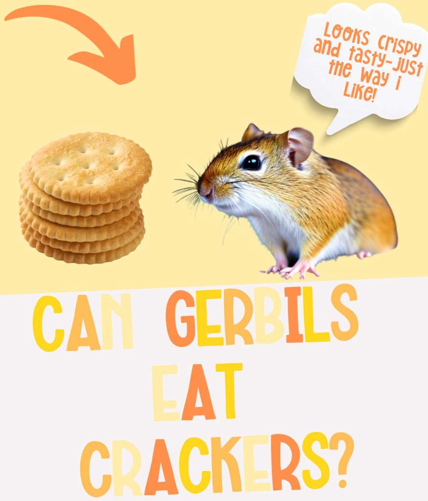 Can Gerbils Eat Crackers? Safe or Too Salty?