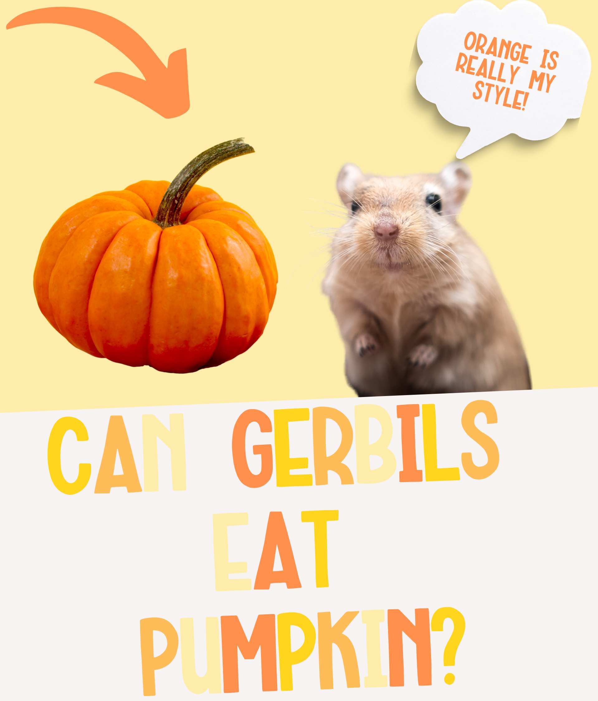 Can Gerbils Eat Pumpkin or Will They Turn Orange?!