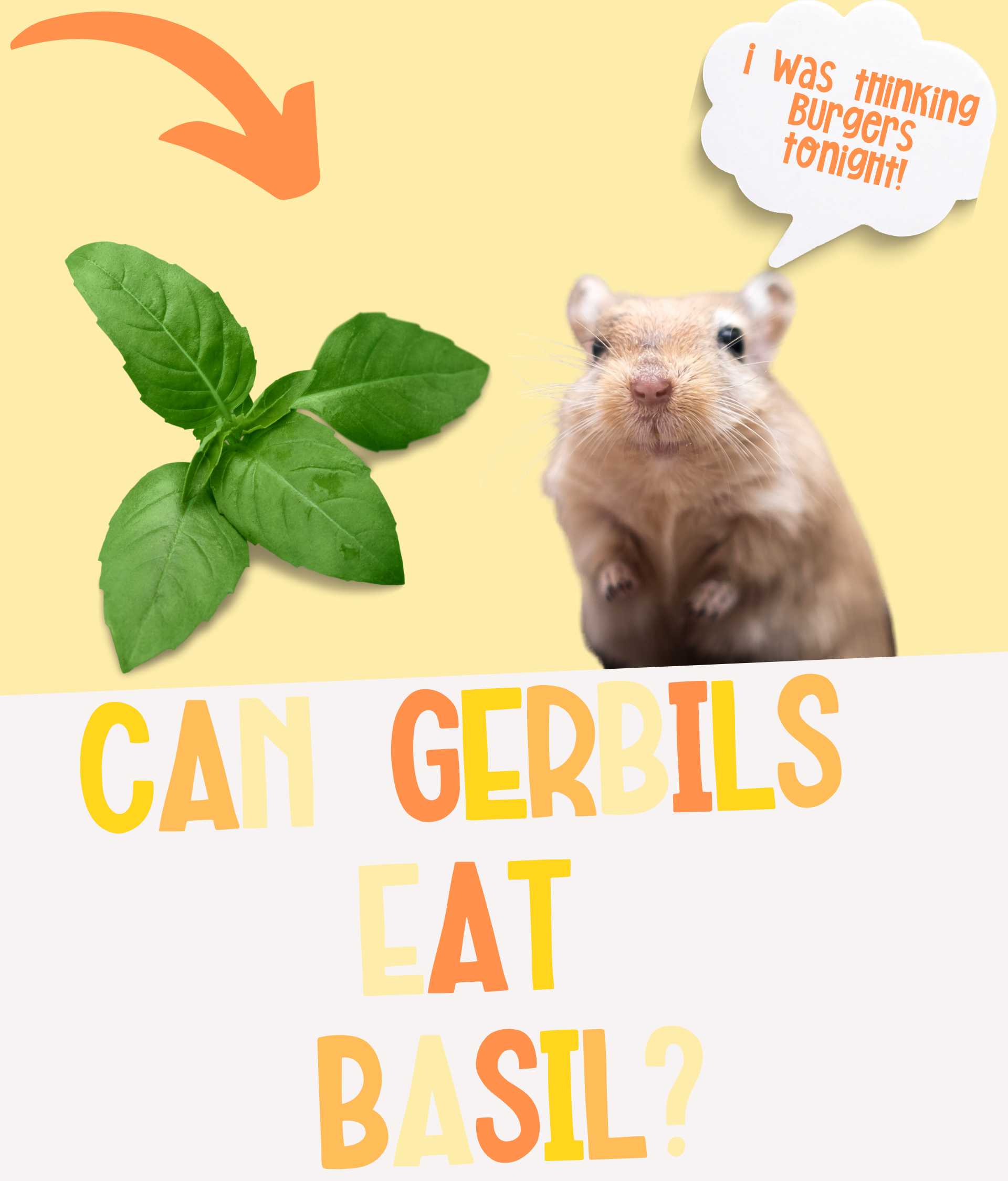 Can Gerbils Eat Basil or Does it Really Kill?