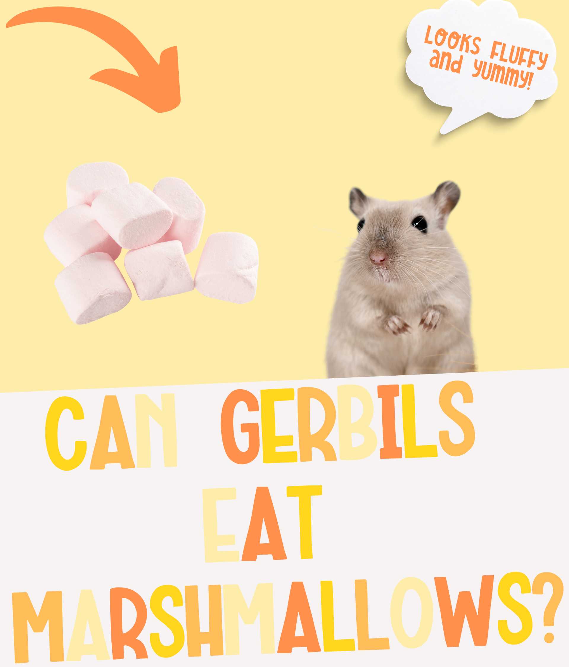 Can Gerbils Eat Marshmallows? Can You Feed as a Treat?