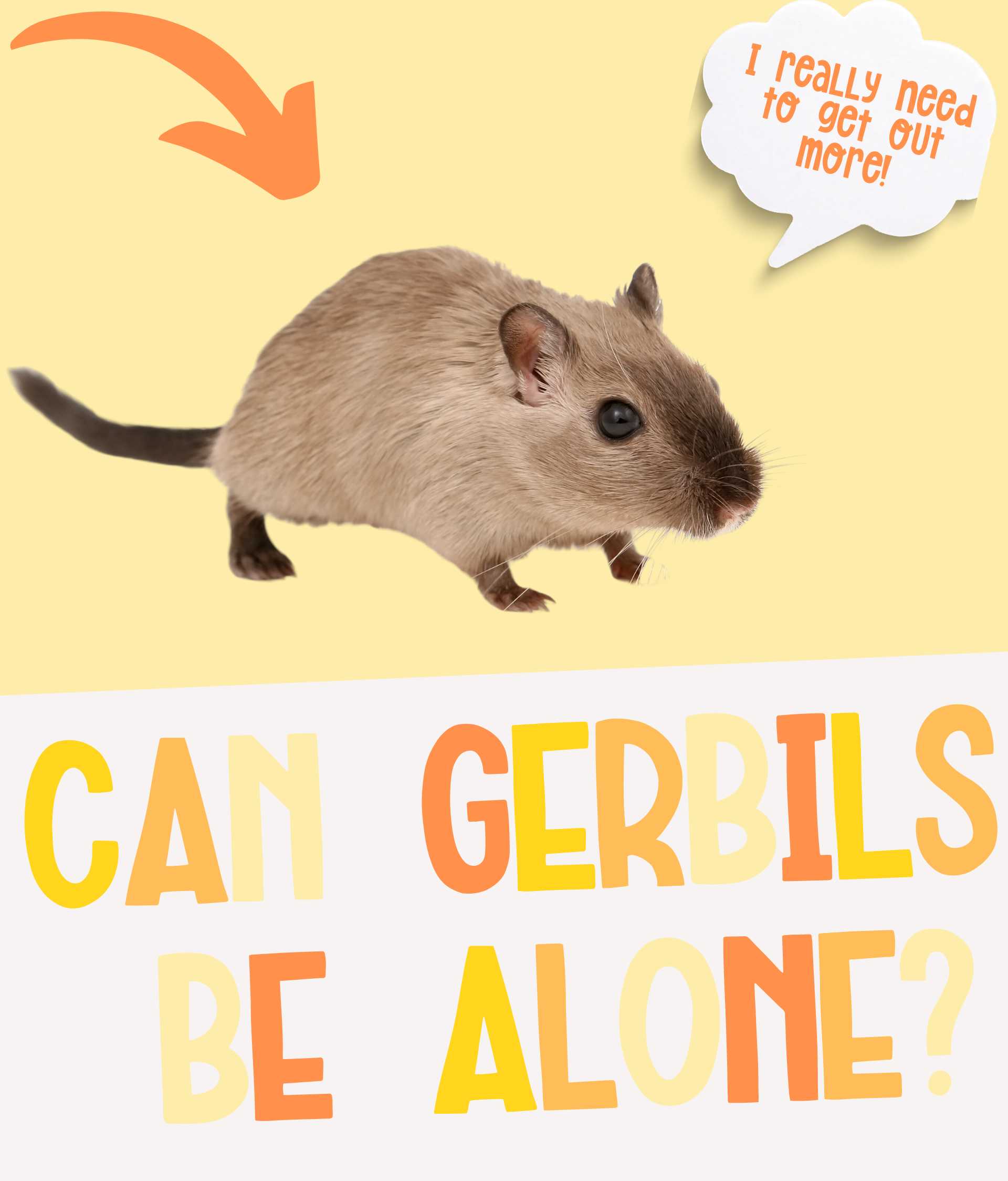 Can Gerbils Live Alone all Their Lives?