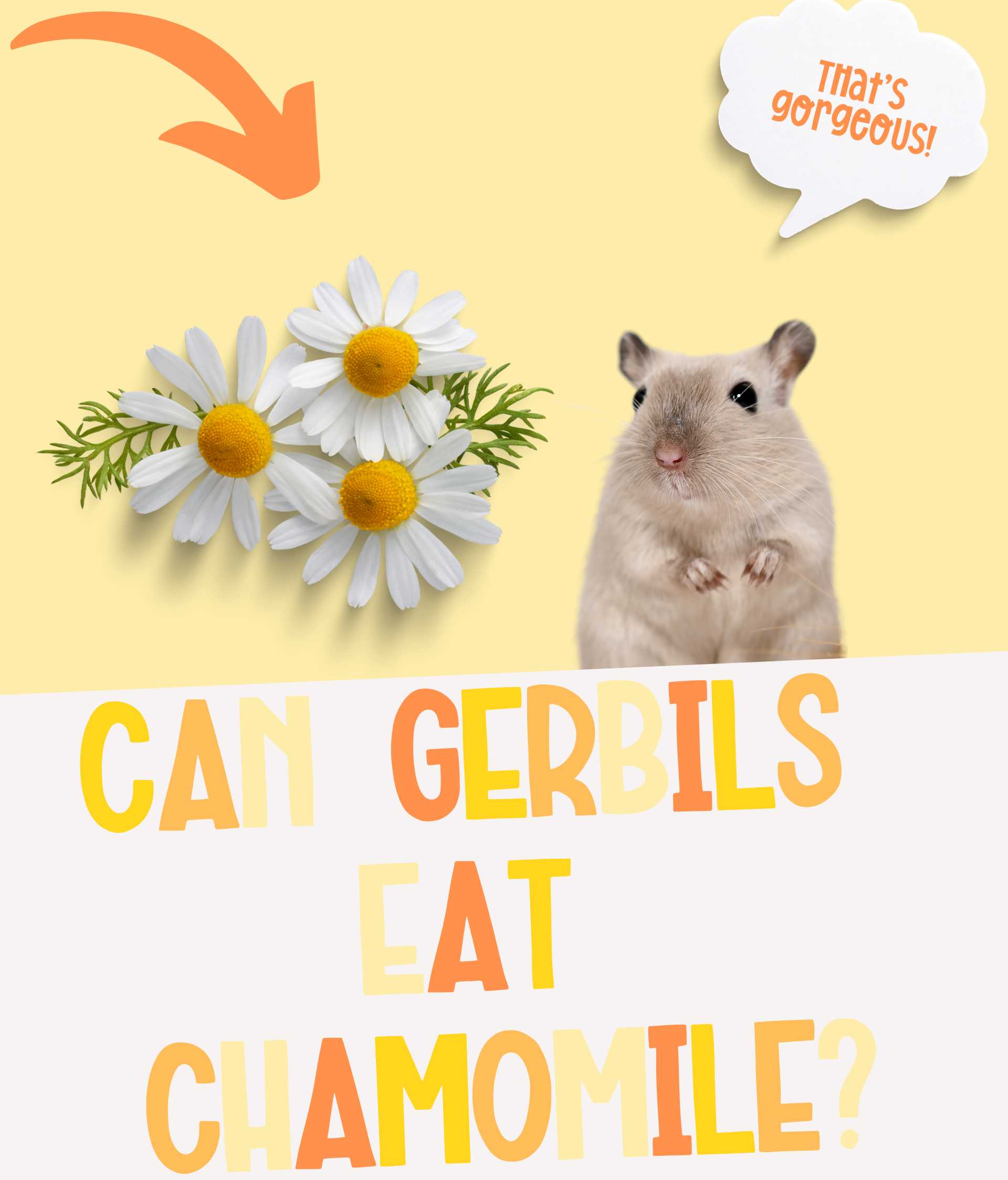 Can Gerbils Eat Chamomile, Drink Chamomile Tea?