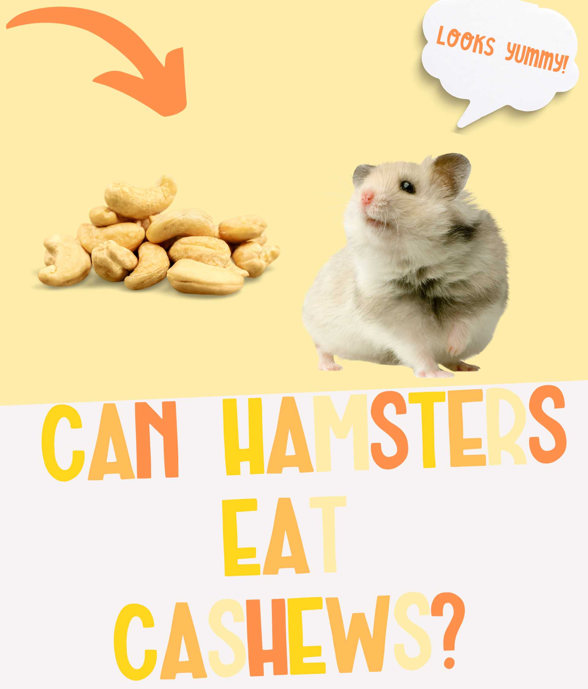 Can Hamsters Eat Cashews or Not?