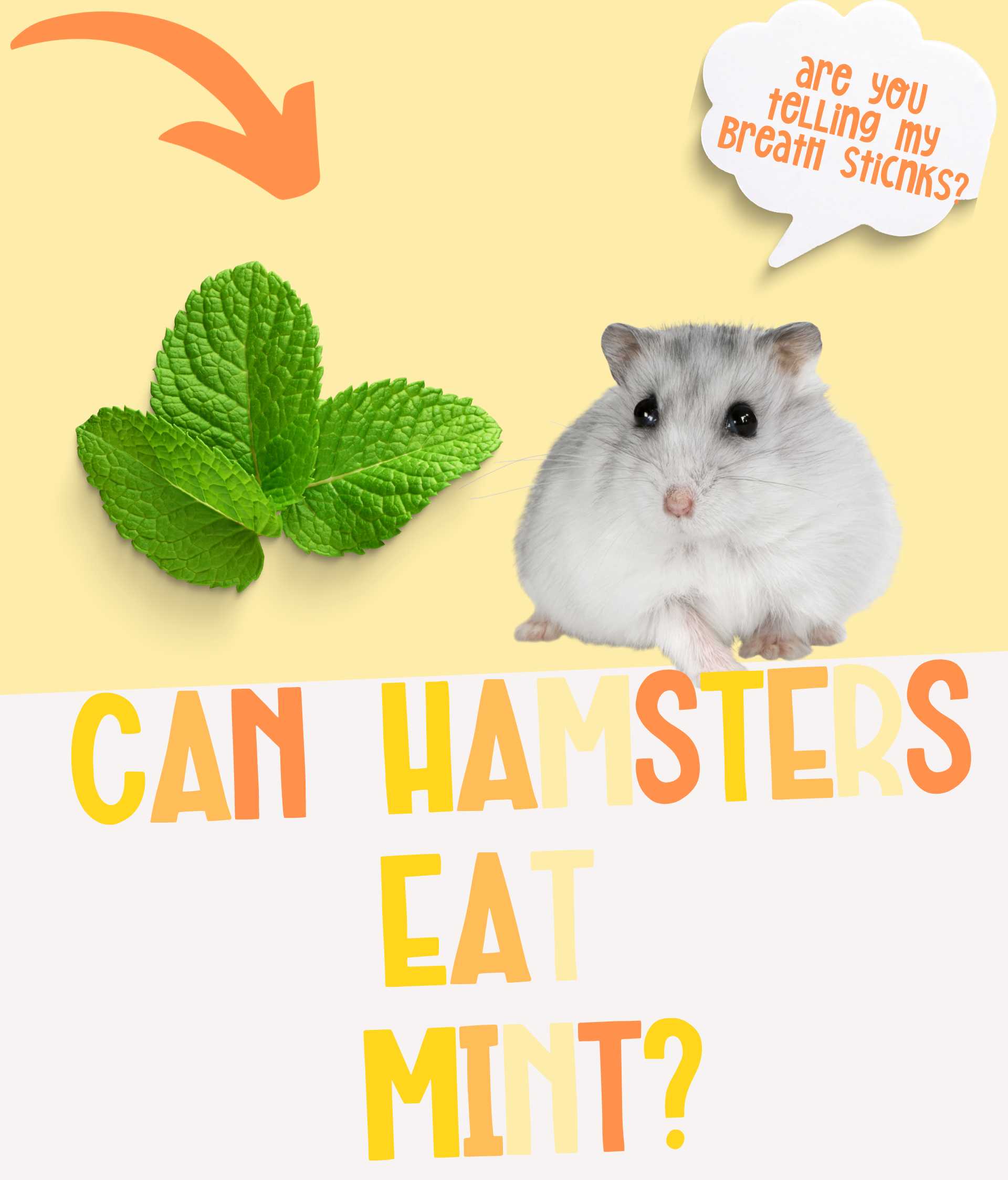 Can Hamsters Eat Mint or is it Harmful?