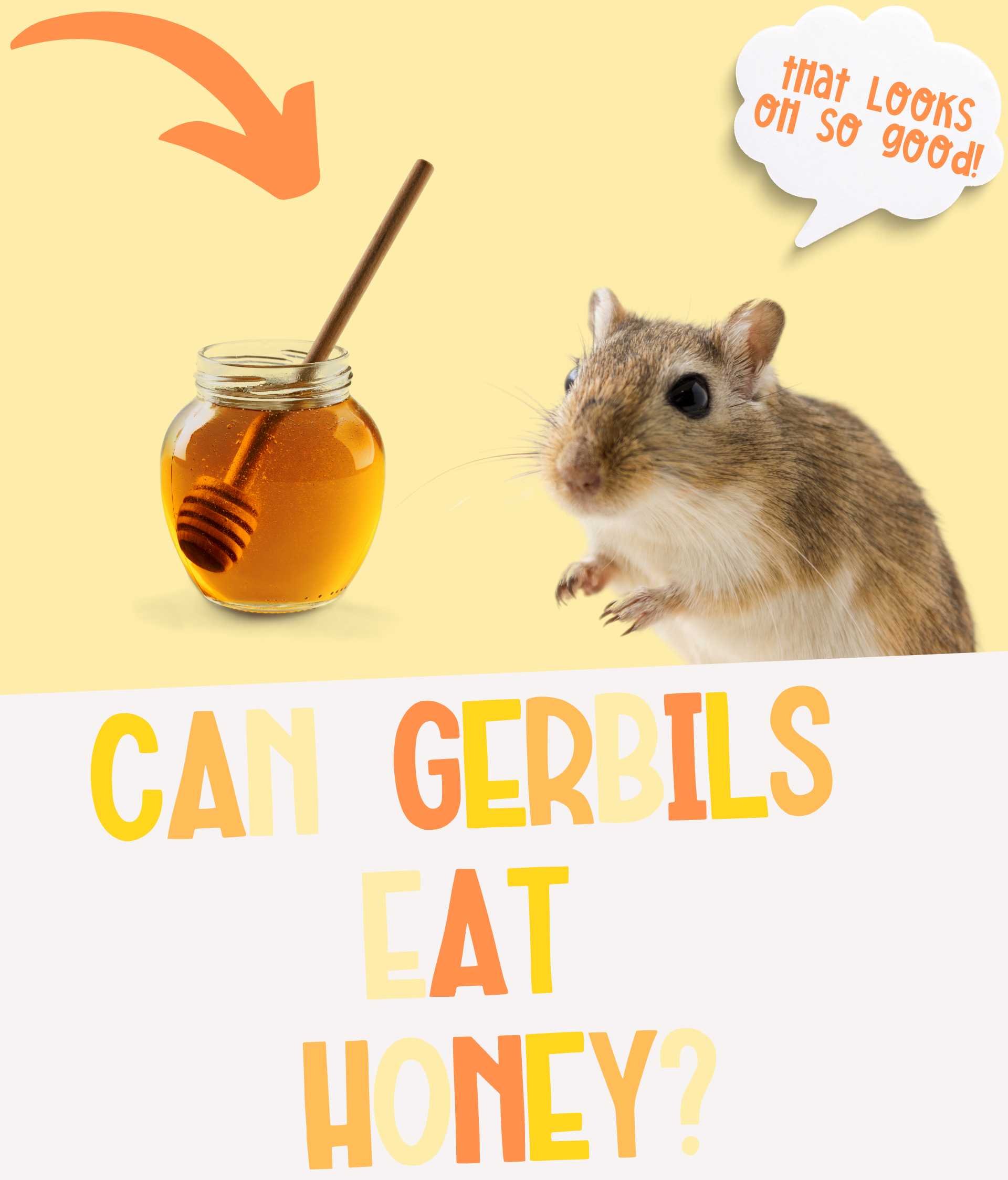 Can Gerbils Eat Honey or is it Too Sweet?