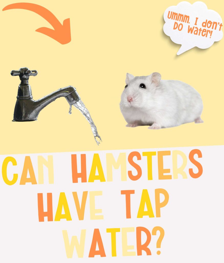 Can Hamsters Have Tap Water to Drink?