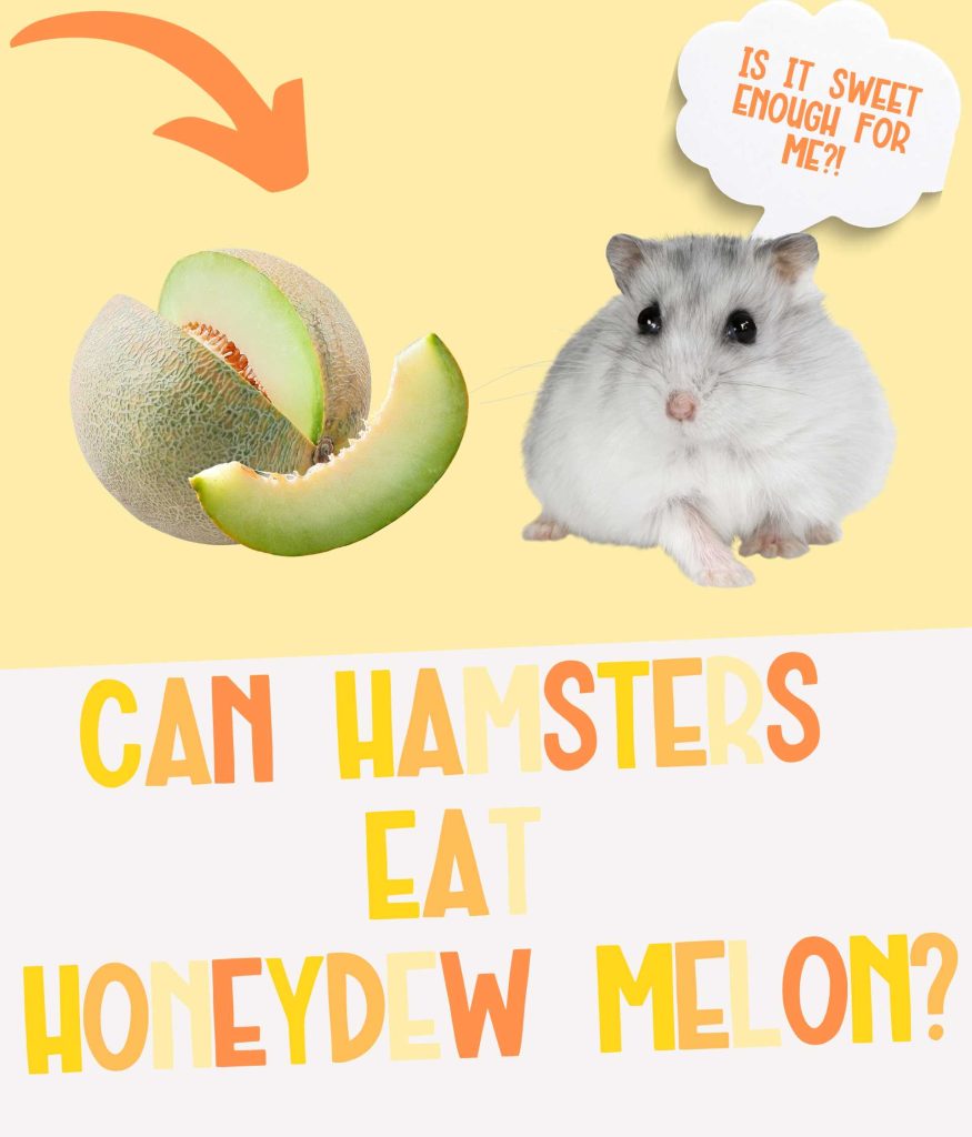 Can Hamsters Eat Honeydew Melon?