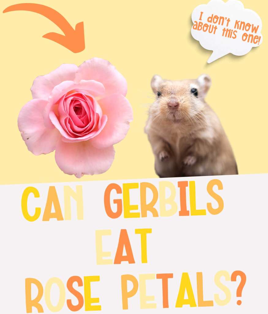 Can Gerbils Eat Rose Petals, Roses, and Dried Flowers?