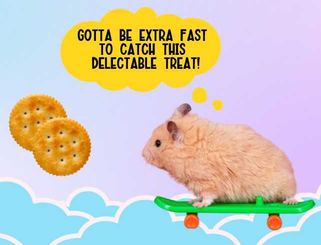 hamsters should not eat ritz crackers