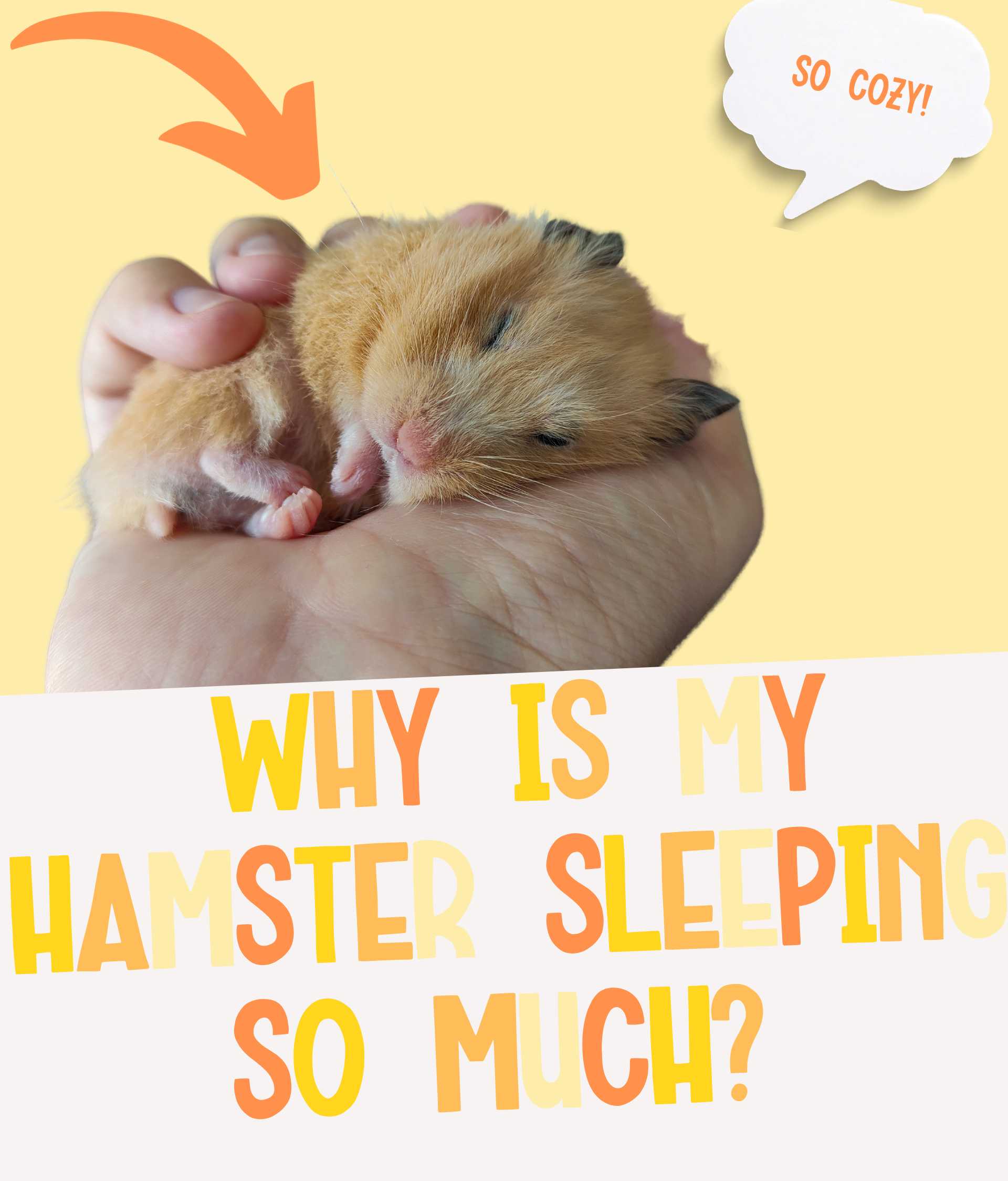 Why is My Hamster Sleeping SO Much??