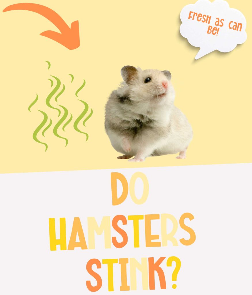 Do Hamsters Stink or are They Squeaky Clean?