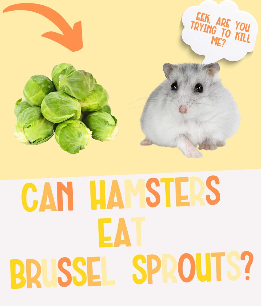 Can Hamsters Have Brussel Sprouts