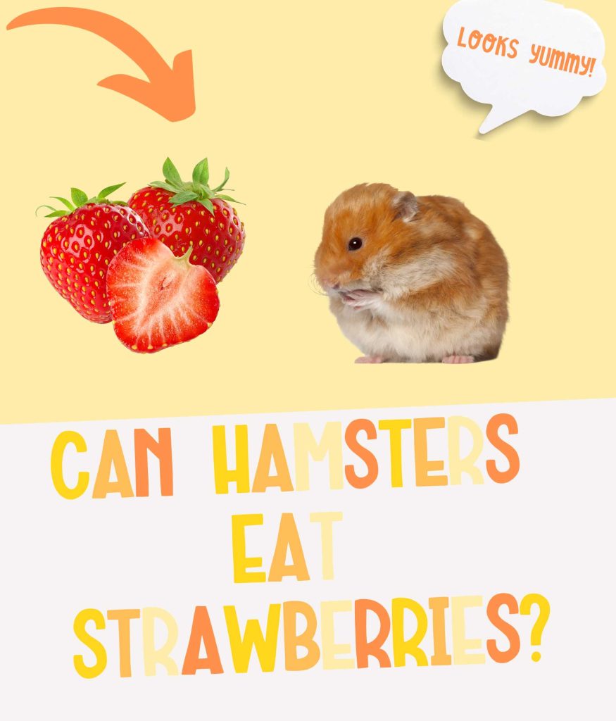 Can Hamsters Eat Strawberries or Not?